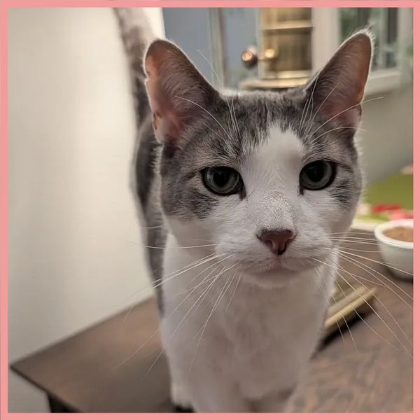 Grey and white cat looking intently for pets