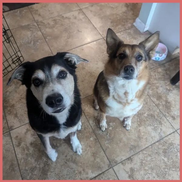 Two attentive dogs sitting on a tiled floor looking up.
