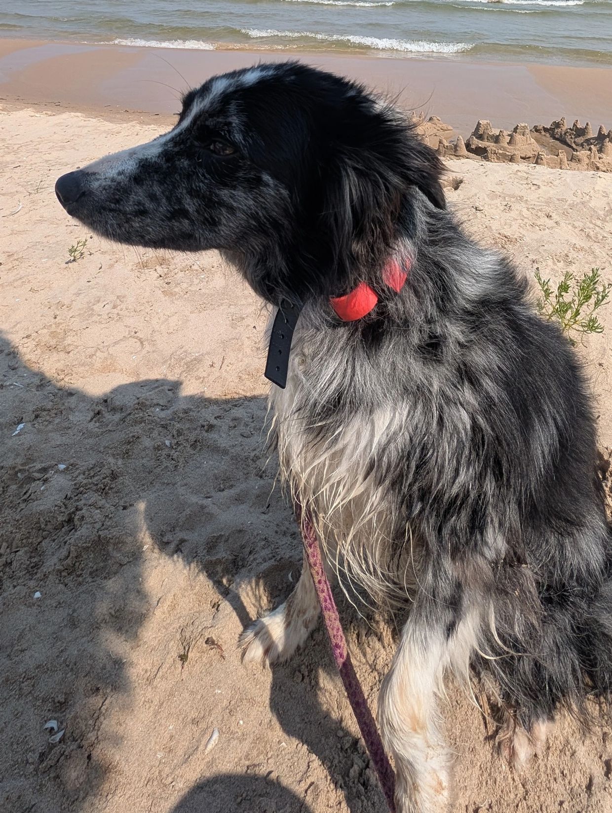 A border Collie sits on the beach.