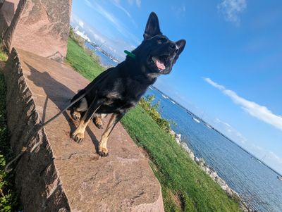 Black German Shepherd sitting on a stone bench by the water on a sunny day.