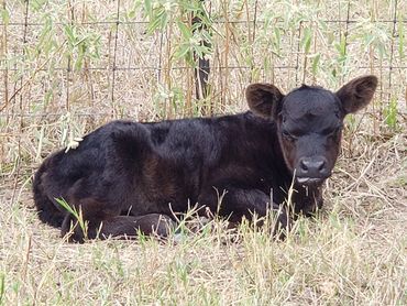 Wolf Ridge Ranch, LLC 
Diamond WR Cattle Company
Registered Miniature Cattle Calves Red Black Baldy