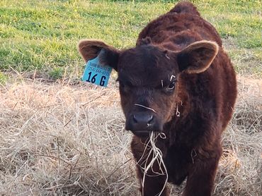 Wolf Ridge Ranch, LLC 
Diamond WR Cattle Company
Registered Miniature Cattle Calves Red Black Baldy