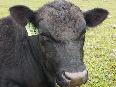 VU MR ORIENT EXPRESS 5F(FM39869) American Aberdeen Angus
Black w/Wild Type Gene (EDE+) Semen