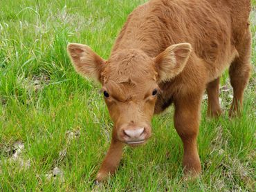 Wolf Ridge Ranch, LLC 
Diamond WR Cattle Company
Registered Miniature Cattle Calves Red Black Baldy