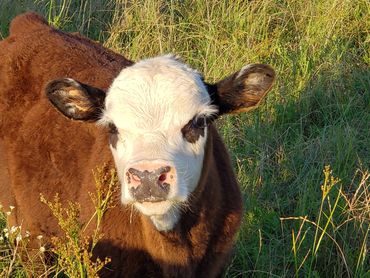 Wolf Ridge Ranch, LLC 
Diamond WR Cattle Company
Registered Miniature Cattle Calves Red Black Baldy
