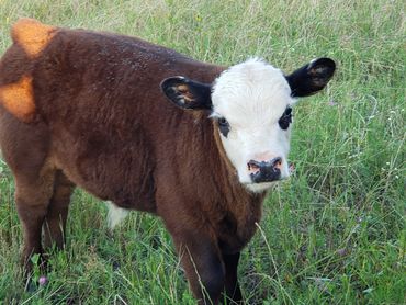 Wolf Ridge Ranch, LLC 
Diamond WR Cattle Company
Registered Miniature Cattle Calves Red Black Baldy
