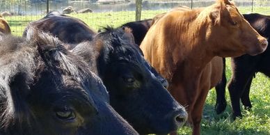 Black & Red American Aberdeen Cattle