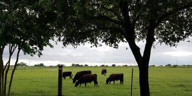Property Tax exemptions
Farm Agricultural