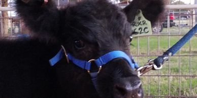 American Aberdeen Youth Projects 4H FFA Animal Husbandry Skills