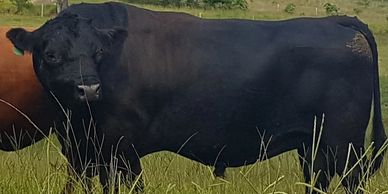CAMDON MYALL II (FM36355)(CTA1218) 
 Aberdeen Angus   Semen Black w/Wild Type Gene (EDE+)