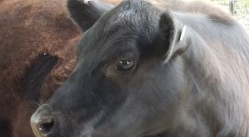American Aberdeen cattle are adaptable for any climate.