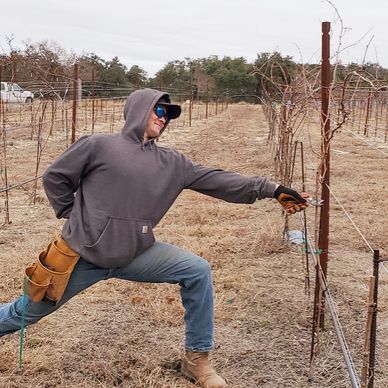 Pruning our vines in early 2022!