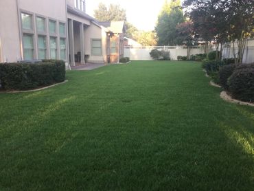 Beautiful green Zoysia sod backyard