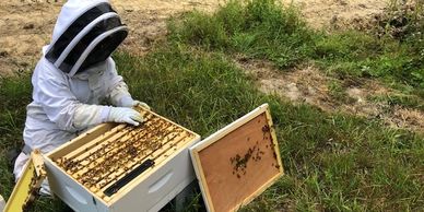 honey bee consulting bee hive
