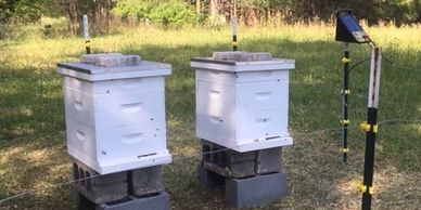 bee hive management and maintenance