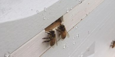 adopt-a-hive bee hive adoption
