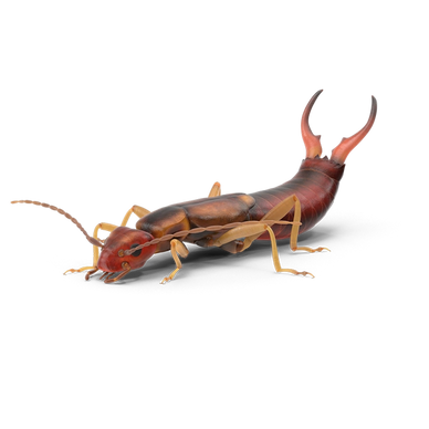 Earwig Exterminator The Woodlands, TX