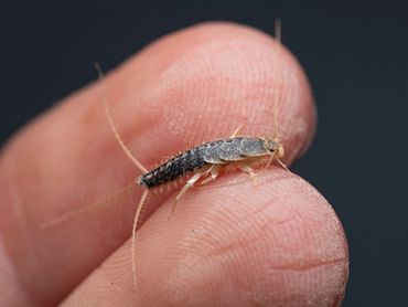 Silverfish Houston and The Woodlands, TX