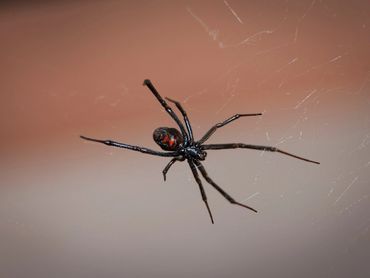Black Widow Spider Houston and The Woodlands, TX