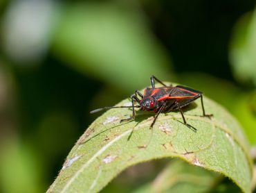Boxelder Houston and The Woodlands, TX