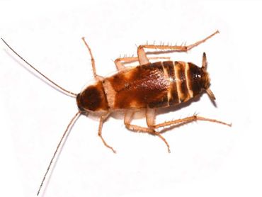 Brown Banded Cockroach