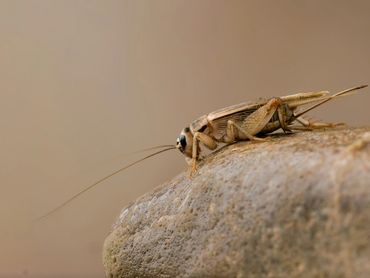 Cricket Houston and The Woodlands, TX