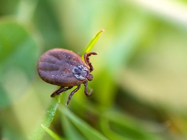 Tick Houston and The Woodlands, TX