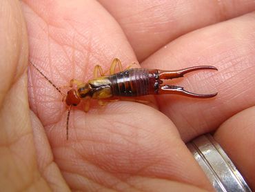 Earwig Houston and The Woodlands, TX