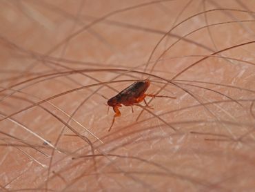 The Flea Houston and The Woodlands, TX