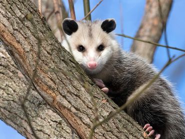 Opossum Houston and The Woodlands, TX