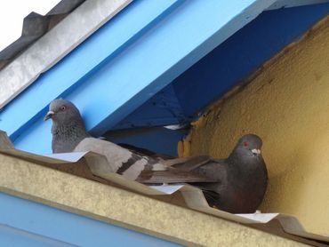 Pigeon removal houston texas