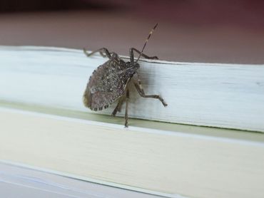 Brown marmorated stink bug Houston, Texas