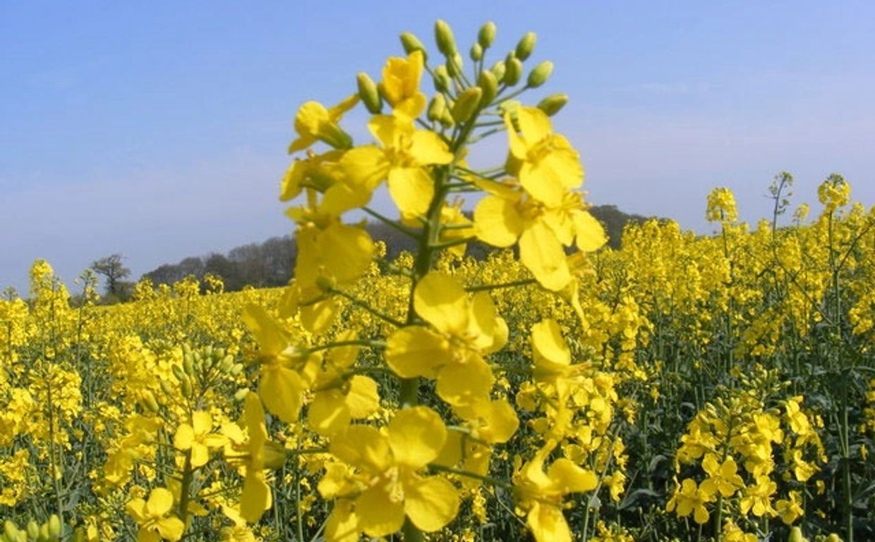 mustard plant seed health