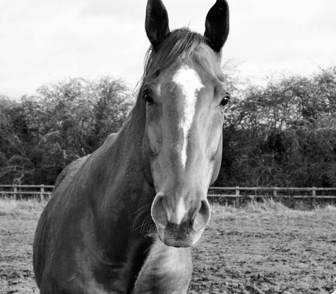 Gary our racehorse enjoying some downtime in the field but also happy enough to pose for the camera!