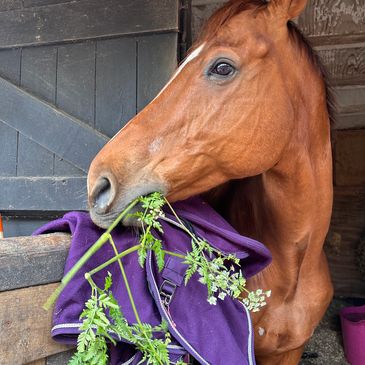 Horse eating Cow Parsley looking down his yard