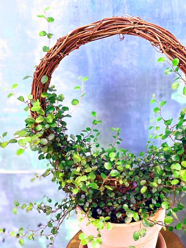 Angel Vine grape vine ring topiary in clay pot Muehlenbeckia complexa