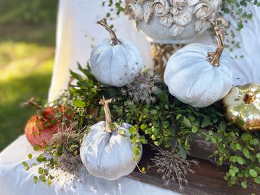 Silk pumpkins, Fall arrangement, fall centerpiece with live plants angel vine and ajuga. Gold accent