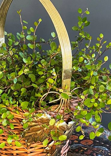 Angel vine, creeping wire vine used in a basket