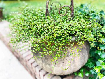 Angel vine, muhlenbeckia, creeping wire vine in a big pot with a trellis