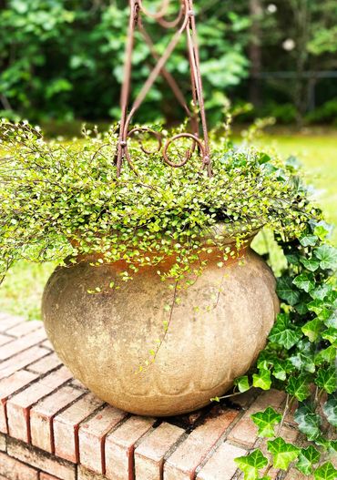 Large Topiary in outdoor pot with angel vine