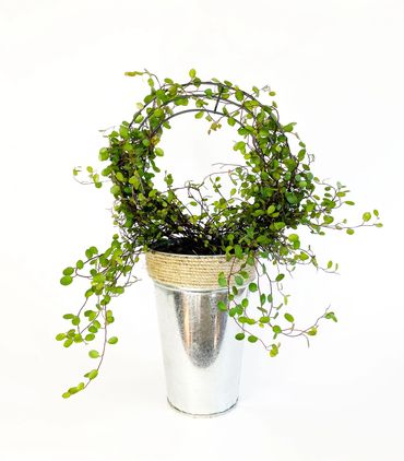 Ring Frame Topiary with Angel Vine, Creeping wire vine