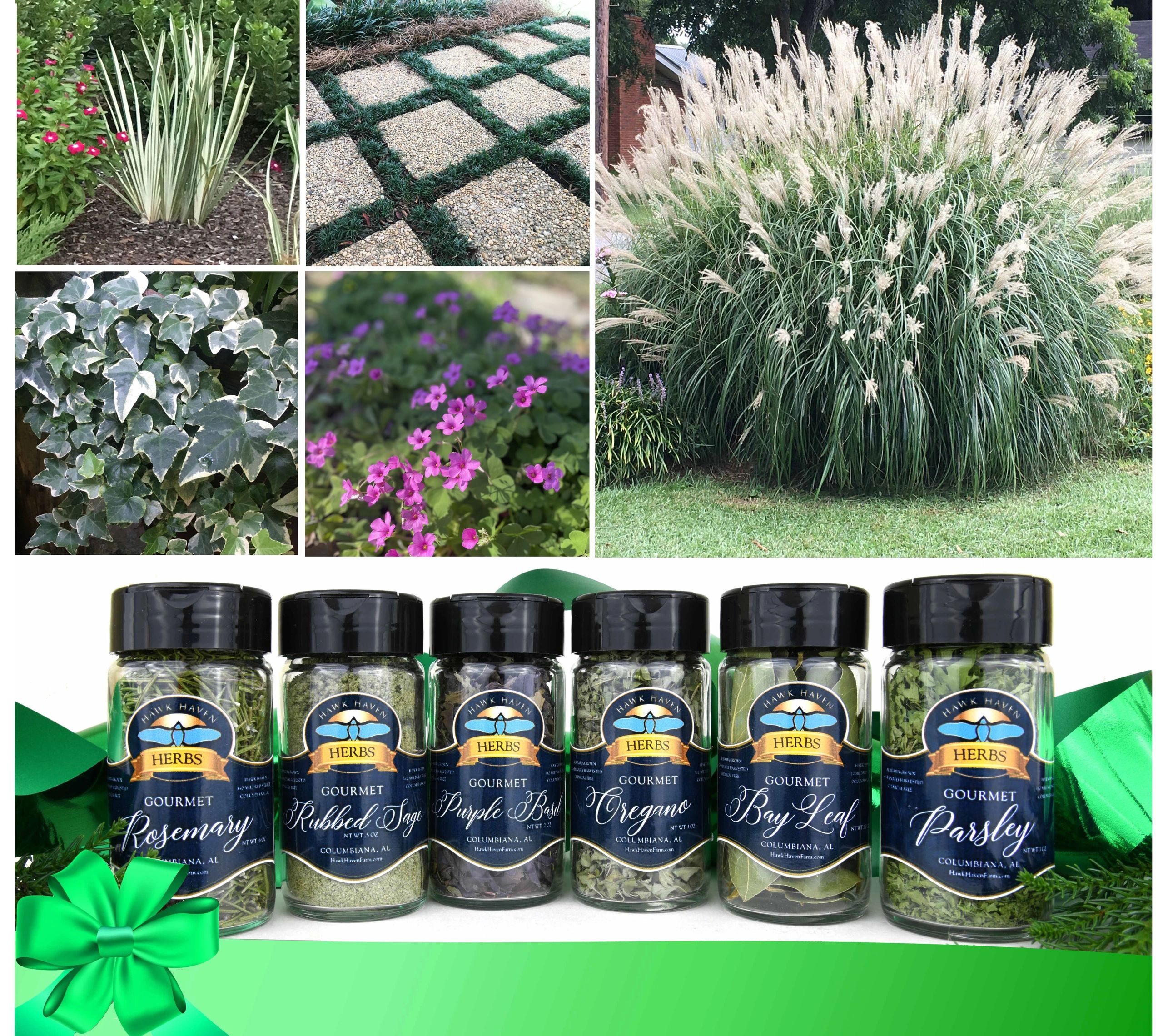 ornamental grasses, erosion control ground cover plants, rock garden plants, draping trailing ivy