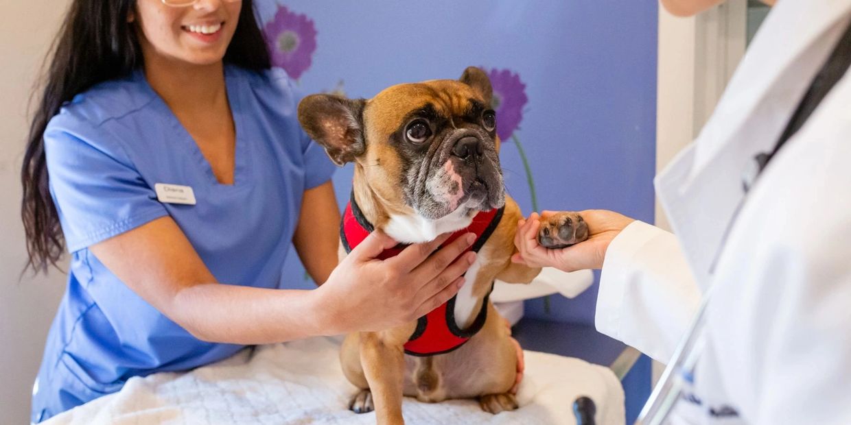 A dog being analyzed by a vet.