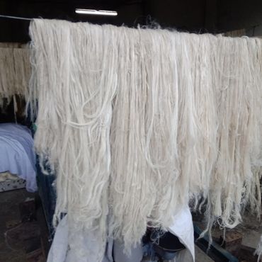 Pineapple fiber extraction.