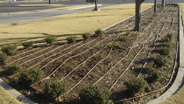 Drip System Install Everett WA by Consolidated Landscape Maintenance.
