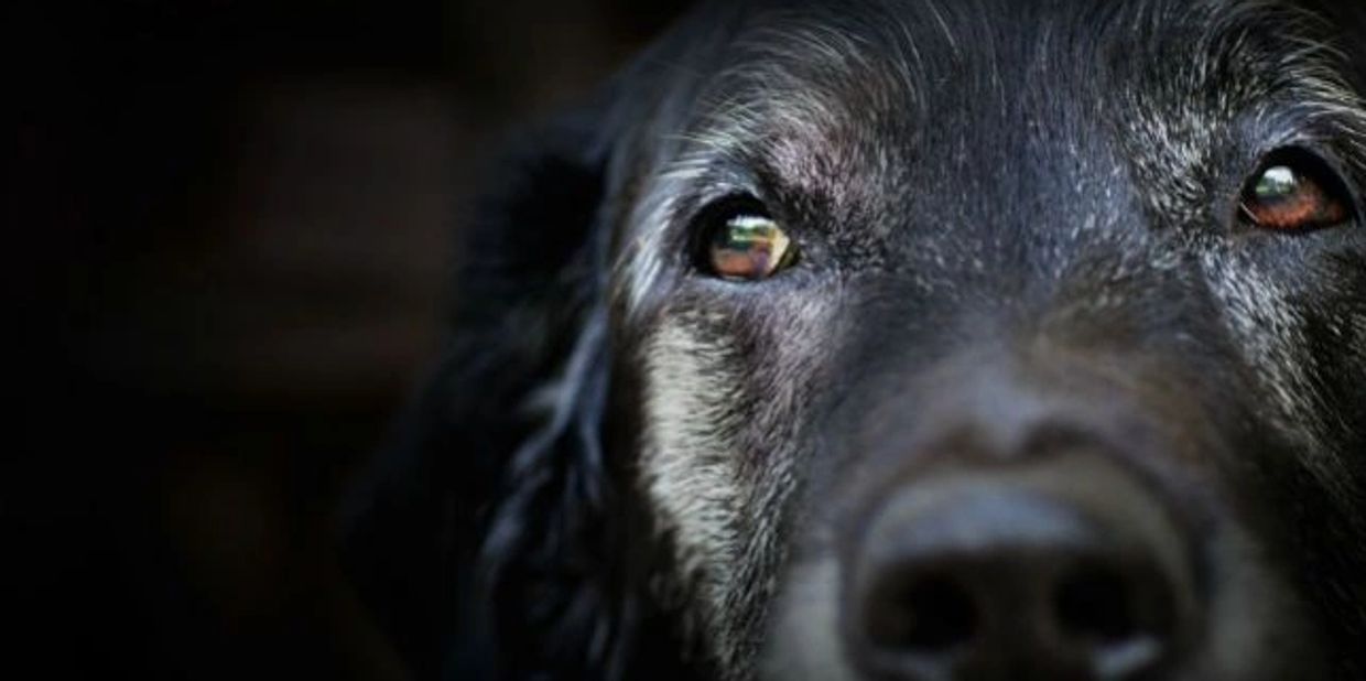 home euthanasia, euthanasia, old dog, quality of life