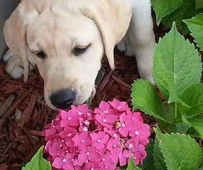 Our 1st English Labrador Gretchen!
