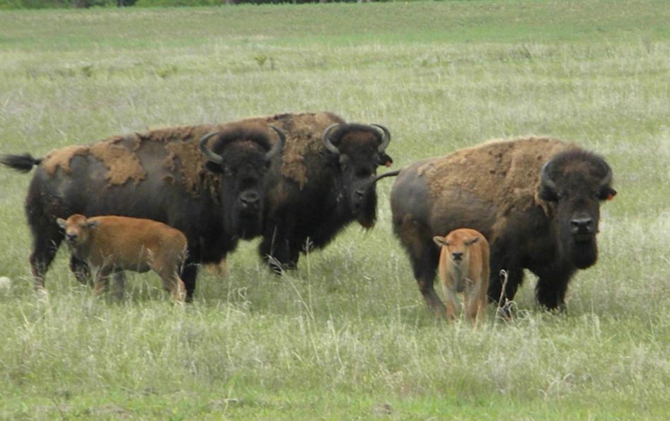 Indian Creek Bison Ranch Bison, Buffalo