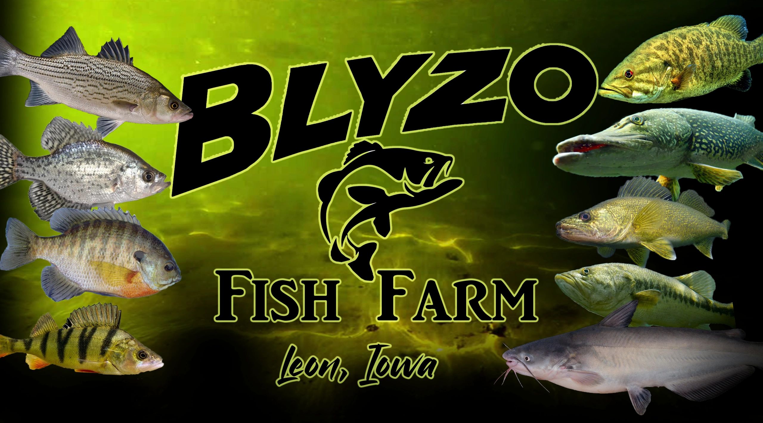 BLYZO FISH FARM - Pond Stocking, Fish Hatchery, Fish Farm