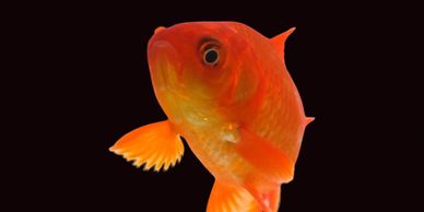 Goldfish